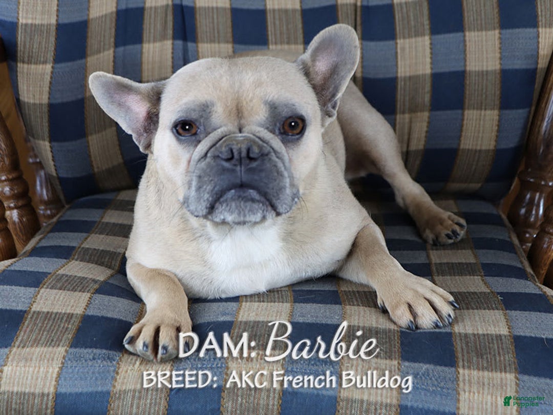 French Bulldog dogs for sale: Vincent - Image 5