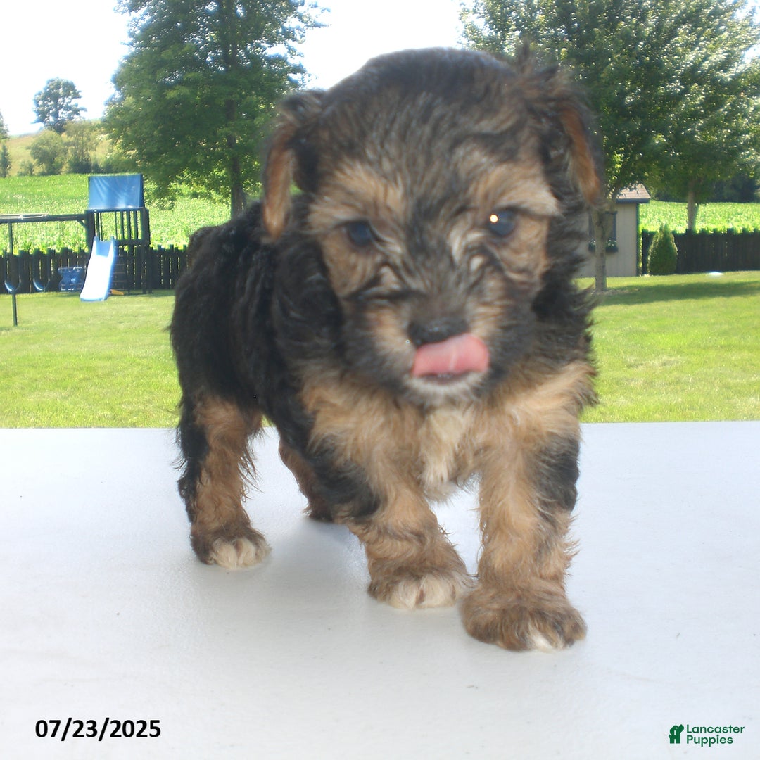 Yorkiepoo dogs for sale: Sammy - Image 17