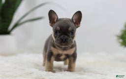 French Bulldog dogs for sale: French Bulldog 5 puppies - Image 31