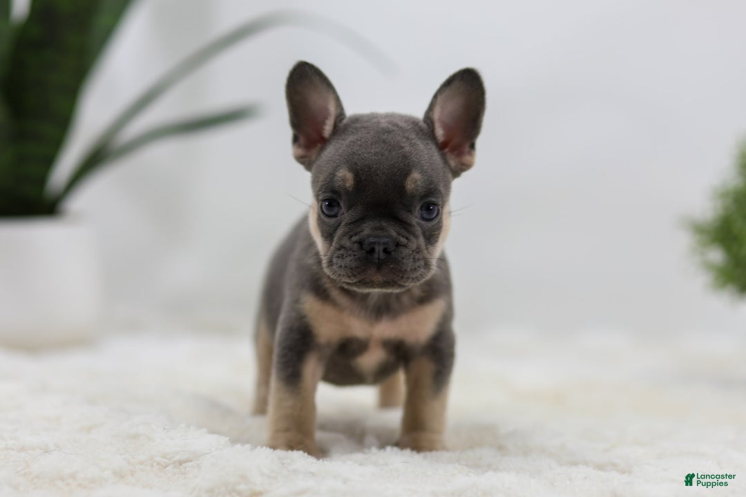 French Bulldog dogs for sale: French Bulldog 5 puppies - Image 31