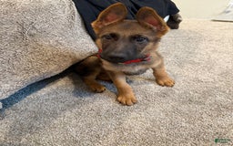 German Shepherd dogs for sale: Caesar - Image 1