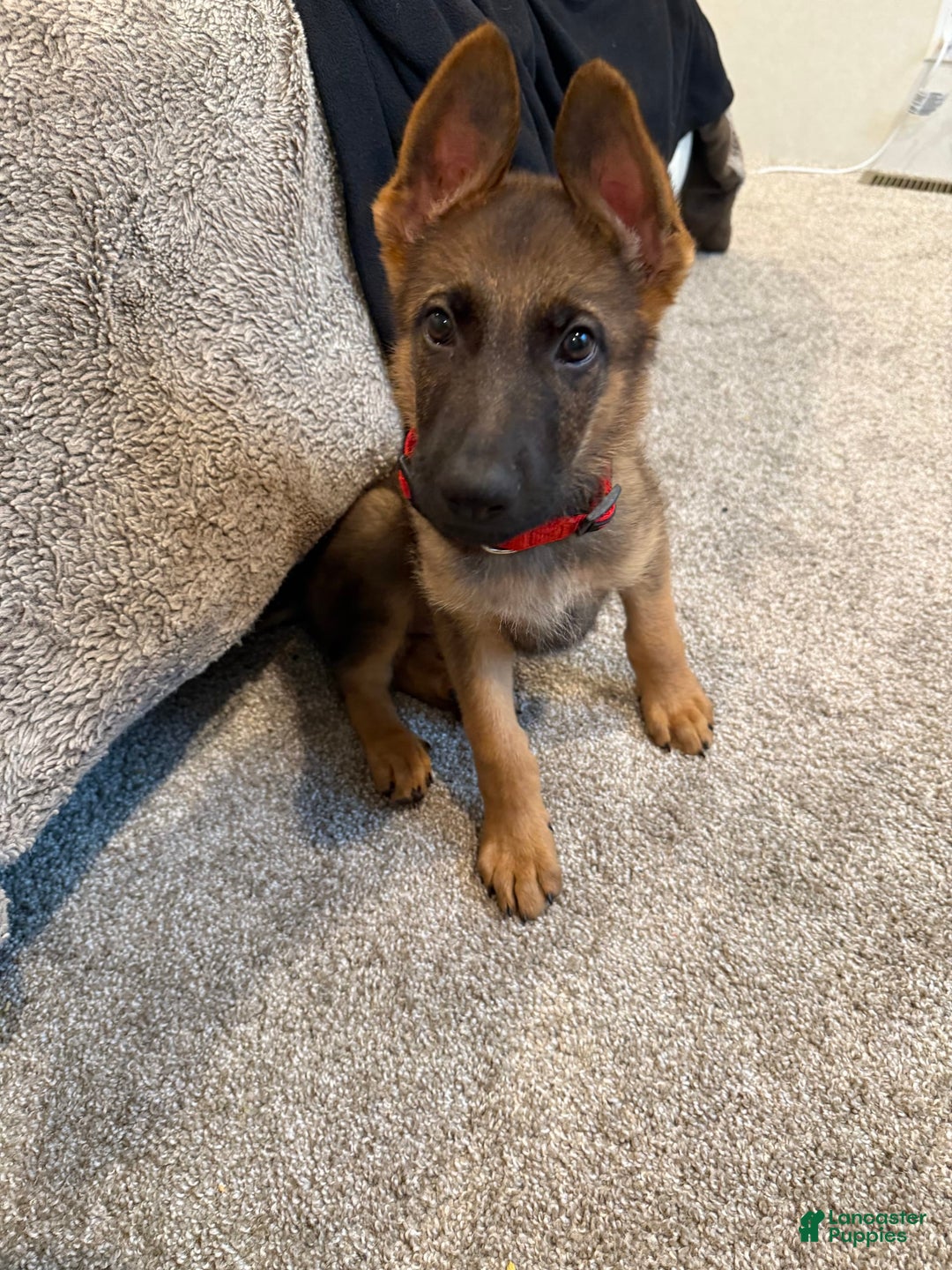 German Shepherd dogs for sale: Caesar - Image 1