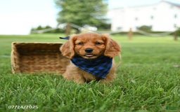Miniature Golden Retriever dogs for sale: Camper - Image 2