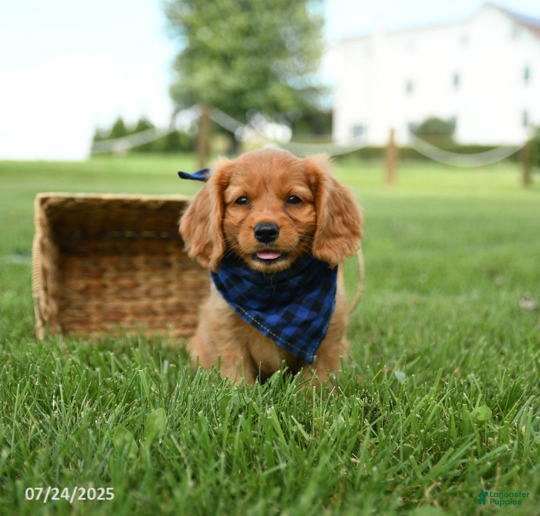 Miniature Golden Retriever dogs for sale: Camper - Image 2