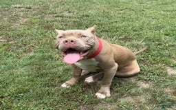 American Bully dogs for sale: Izzy - Image 4