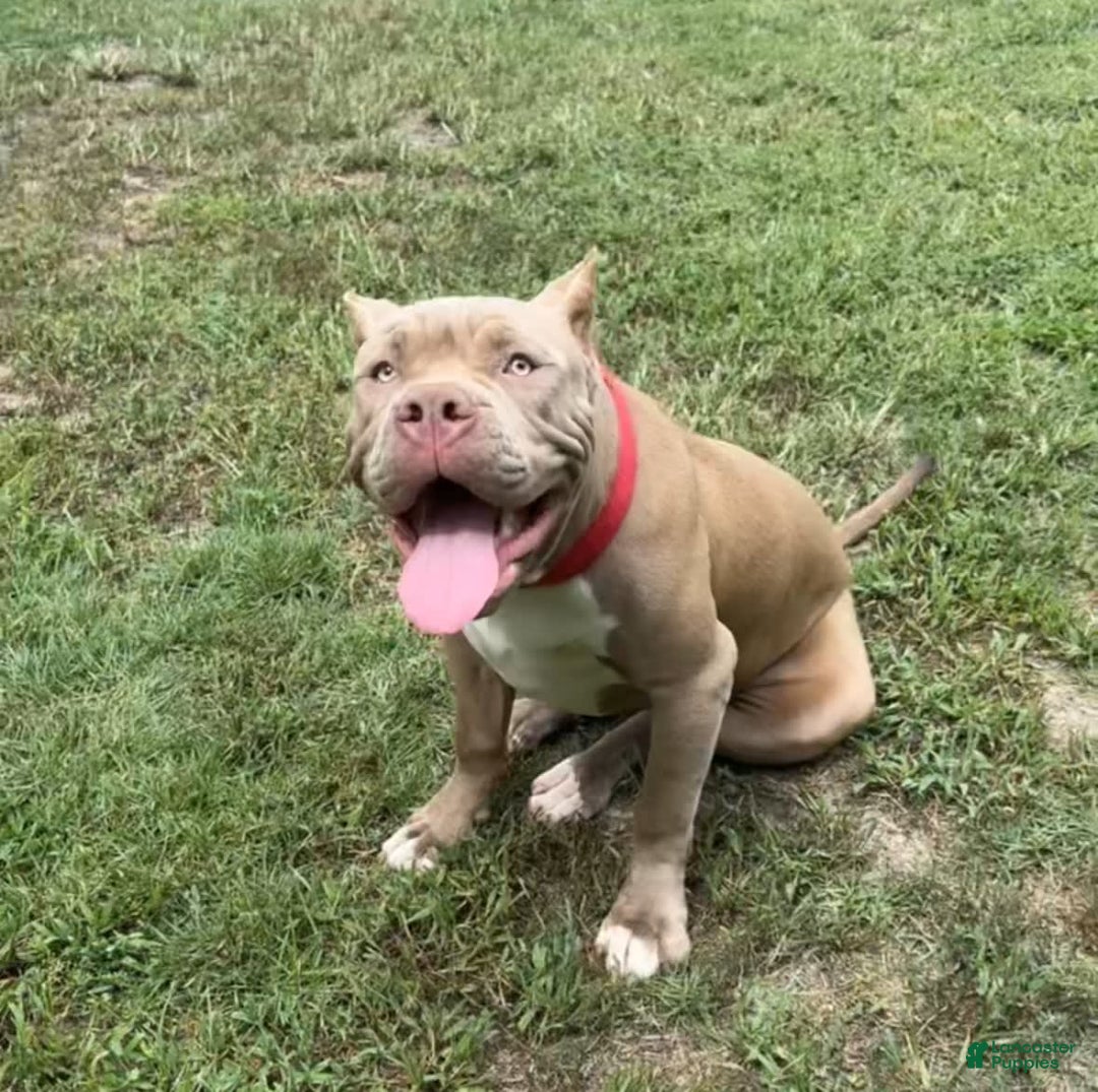 American Bully dogs for sale: Izzy - Image 4