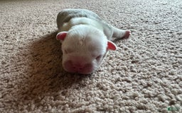 French Bulldog dogs for sale: Puppy 3 - Image 1