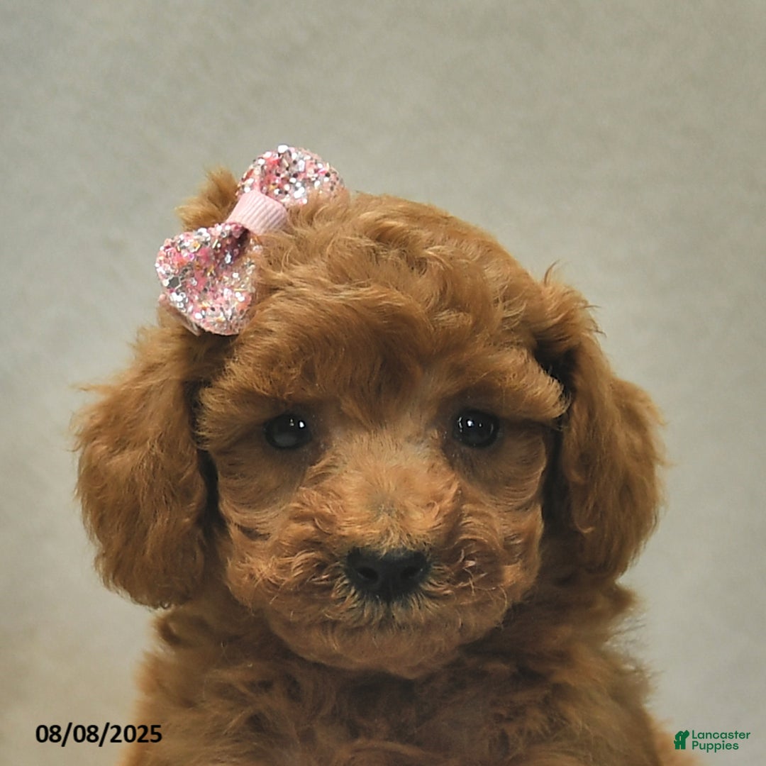 Toy Poodle dogs for sale: Juliet - Image 2