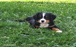 Bernese Mountain Dog dogs for sale: Vincent - Image 8