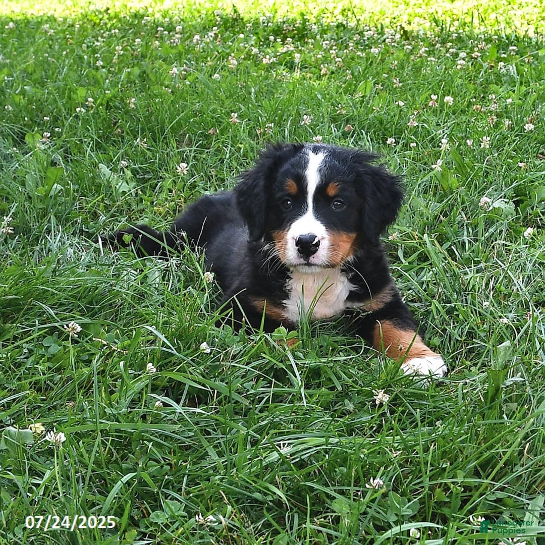 Bernese Mountain Dog dogs for sale: Vincent - Image 8