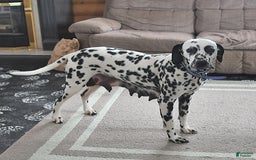 Dalmatian dogs for sale: Dasher - Image 6