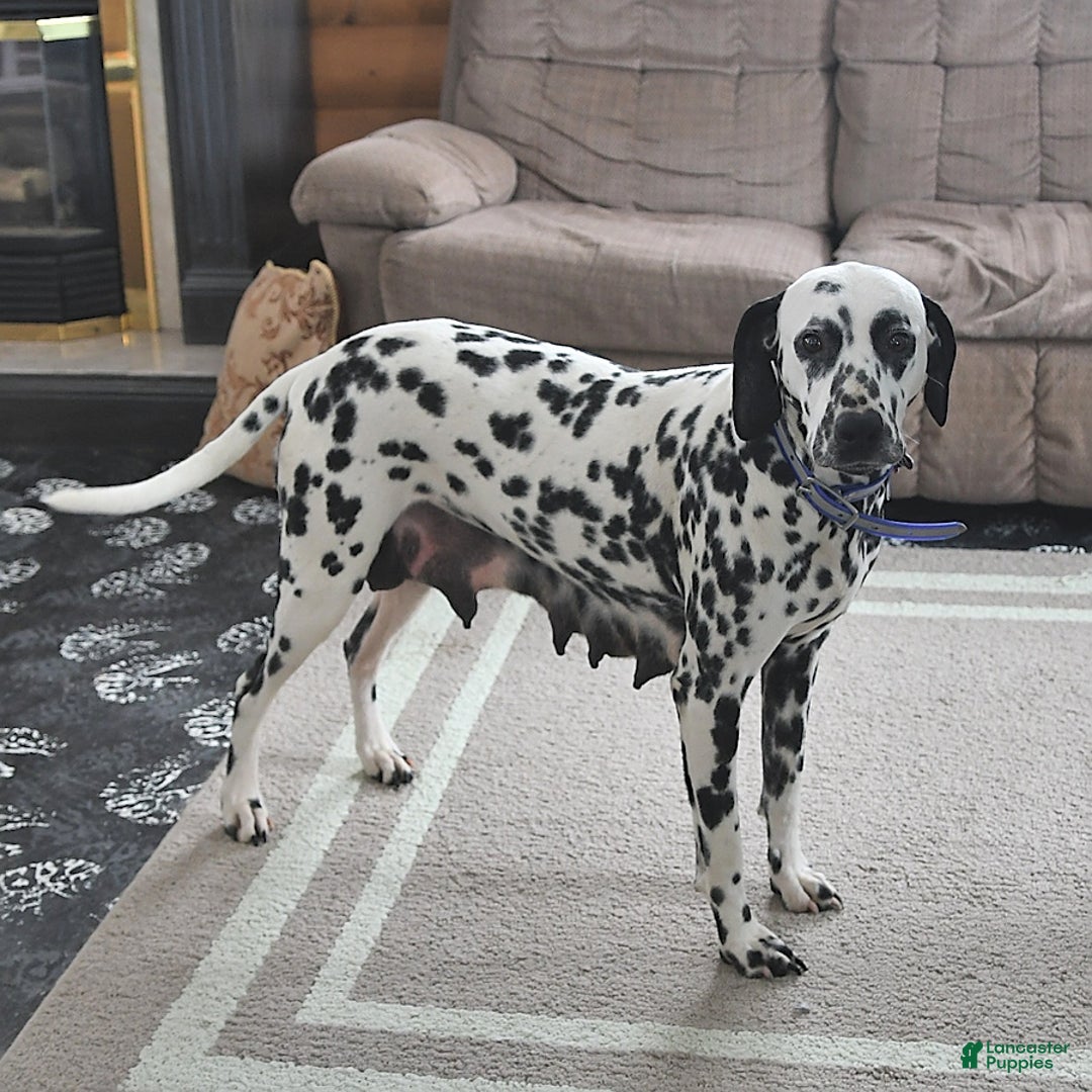 Dalmatian dogs for sale: Dasher - Image 6