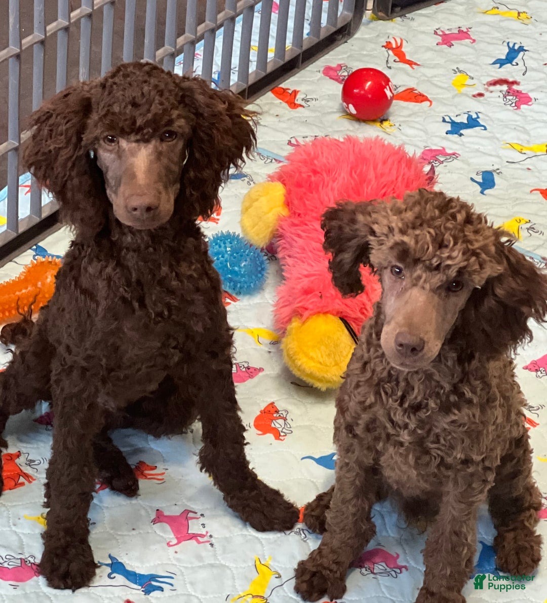 Miniature Poodle dogs for sale: Ross - Image 2