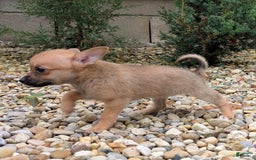 Pomchi dogs for sale: Bear - Image 8