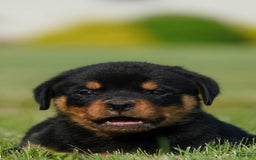 Rottweiler dogs for sale: Kobe - Image 2