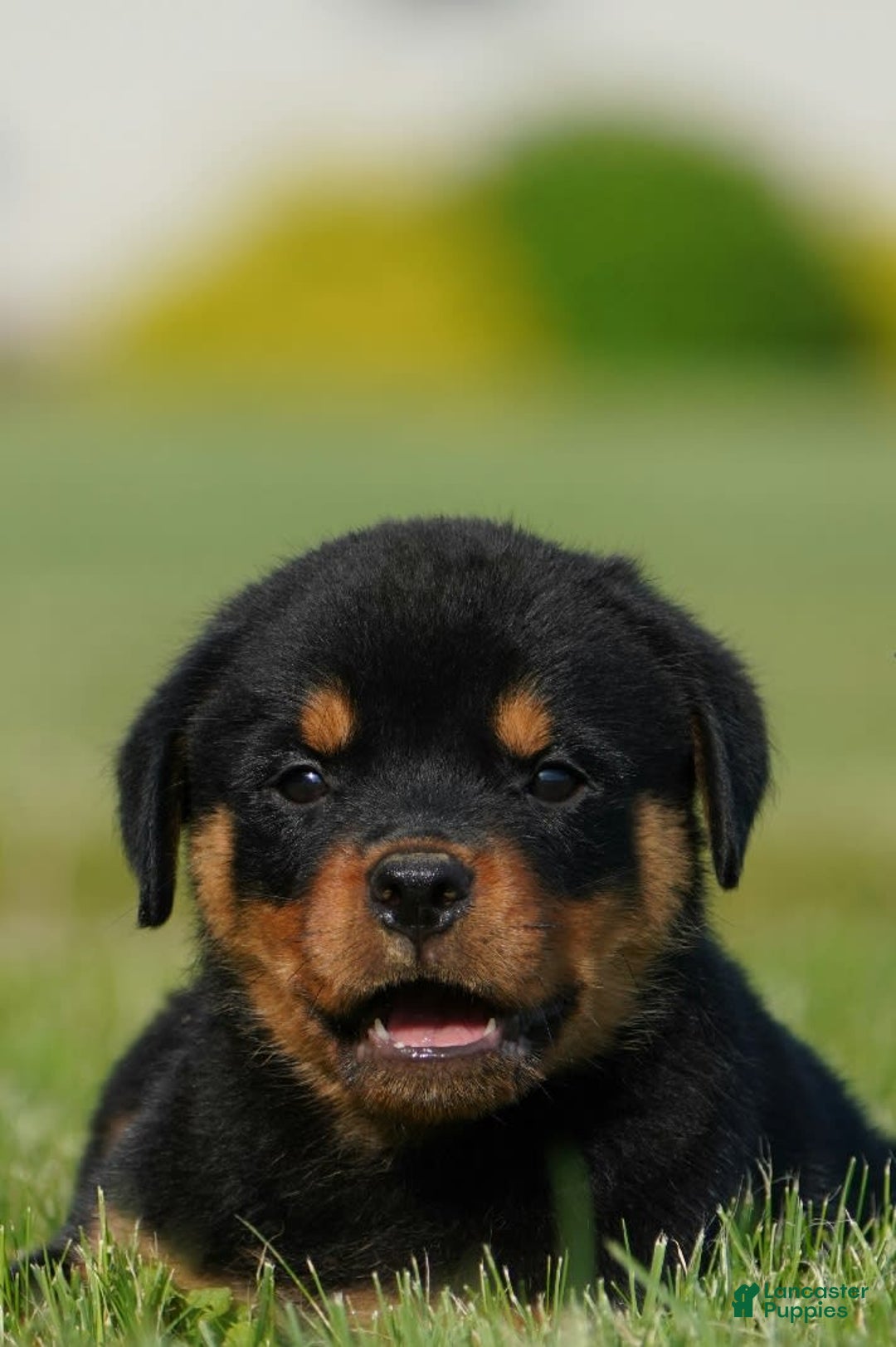 Rottweiler dogs for sale: Kobe - Image 2