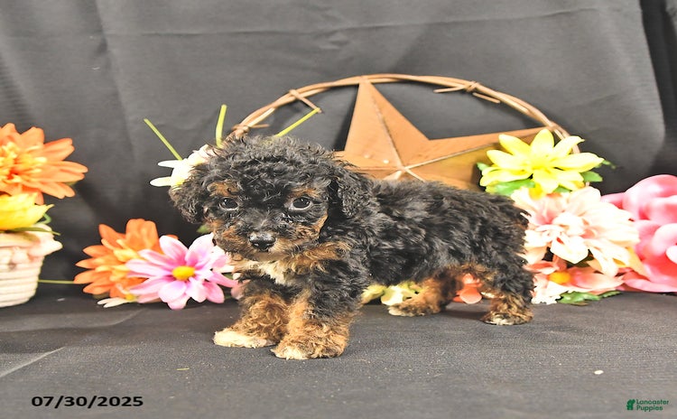 Miniature Poodle dogs for sale - Ad 2