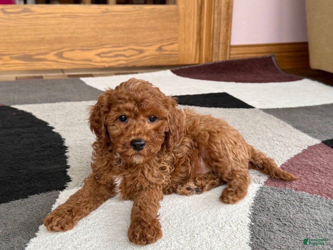 Cavapoo dogs for sale: Justin - Image 1