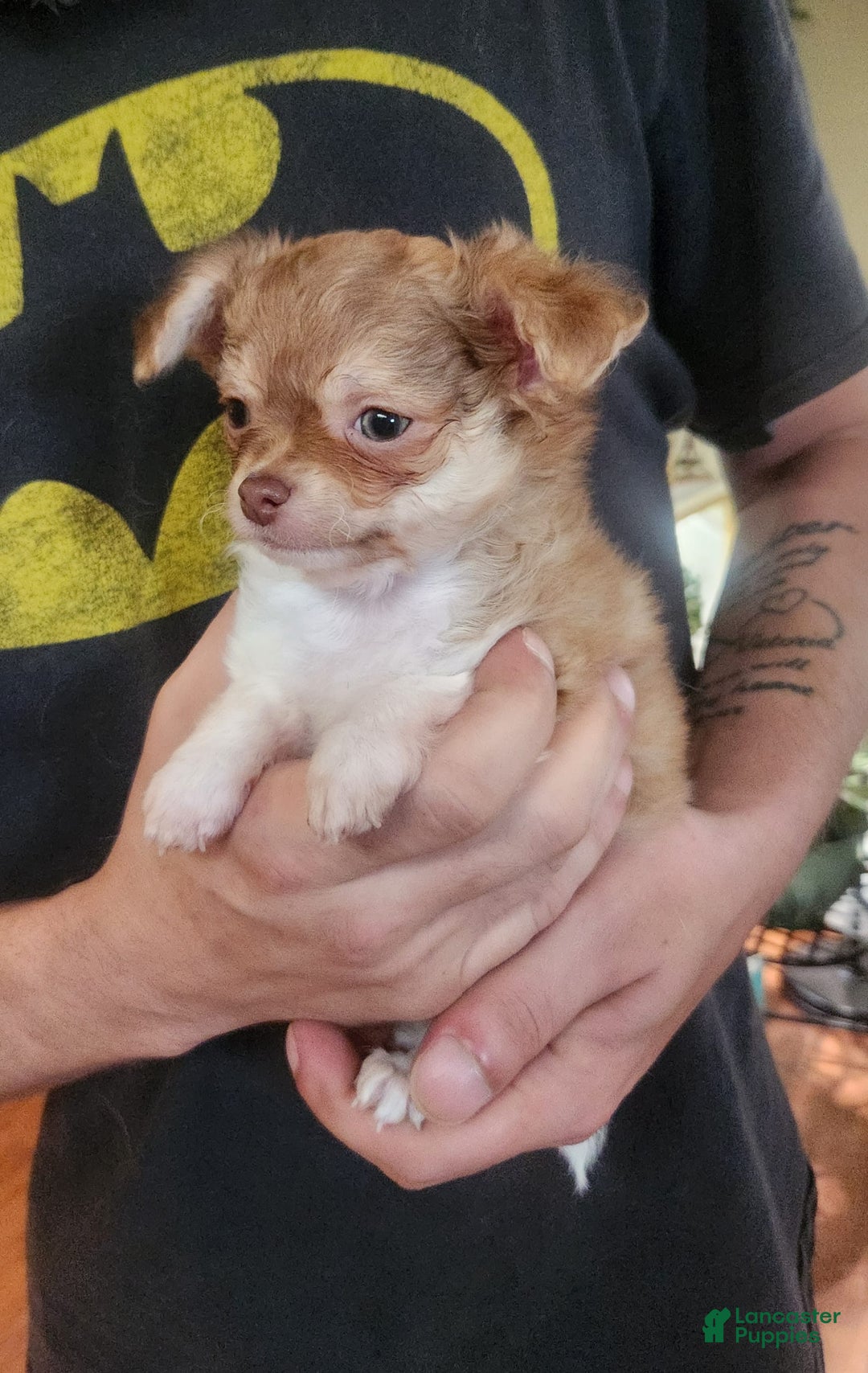 Chihuahua dogs for sale: Hunter - Image 4