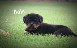Rottweiler dogs for sale: Cole - Image 10