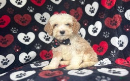 Cockapoo dogs for sale: Rowdy - Image 1