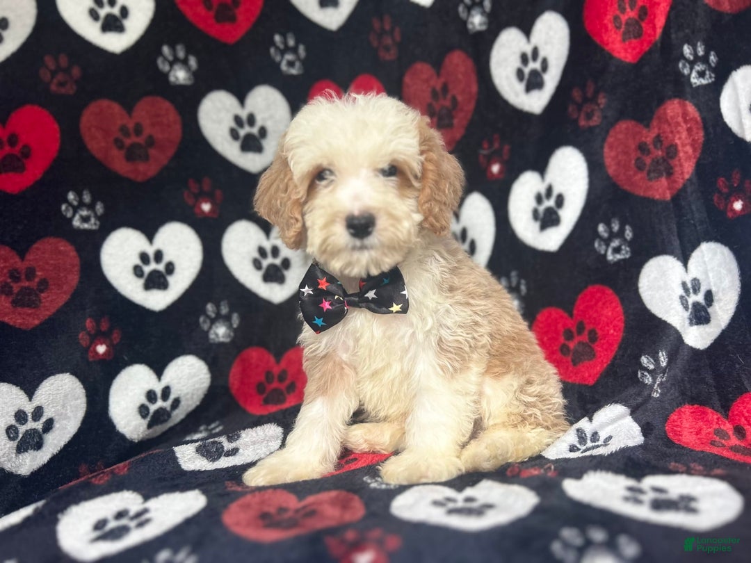 Cockapoo dogs for sale: Rowdy - Image 1
