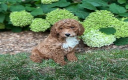 Mini Goldendoodle dogs for sale: Shadow - Image 5