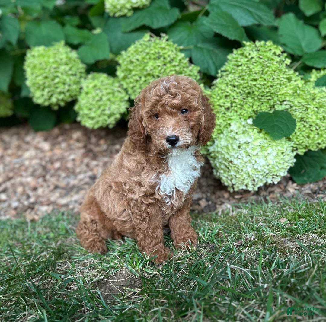 Mini Goldendoodle dogs for sale: Shadow - Image 5