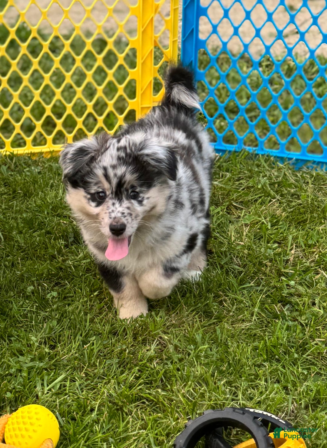 Australian Shepherd dogs for sale: Australian Shepherd 8 puppies - Image 9