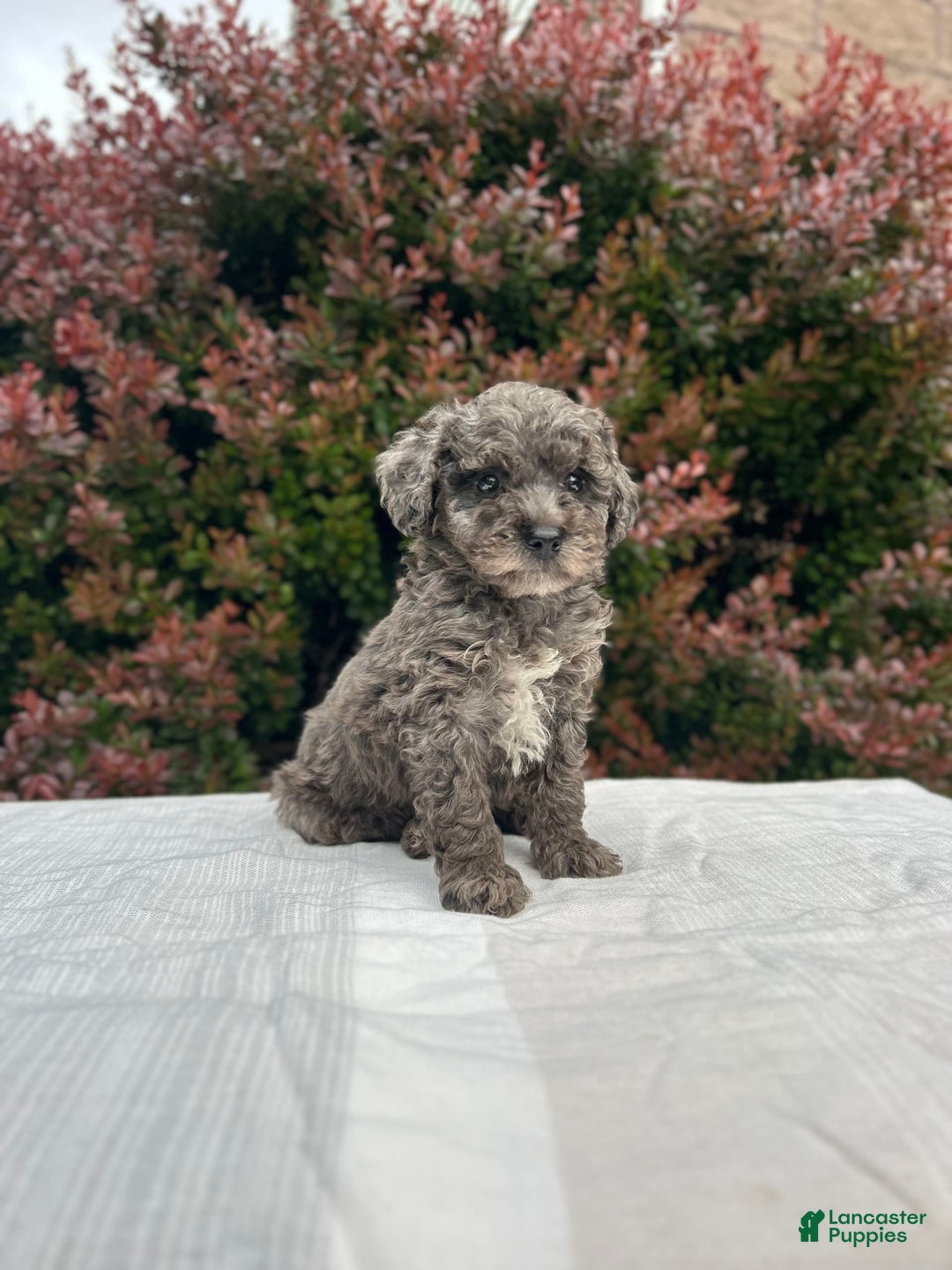 Miniature Poodle dogs for sale: Tasha - Image 7