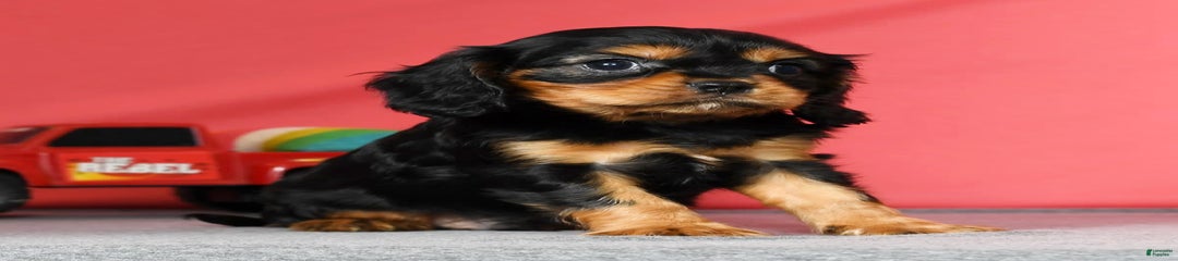 Milo