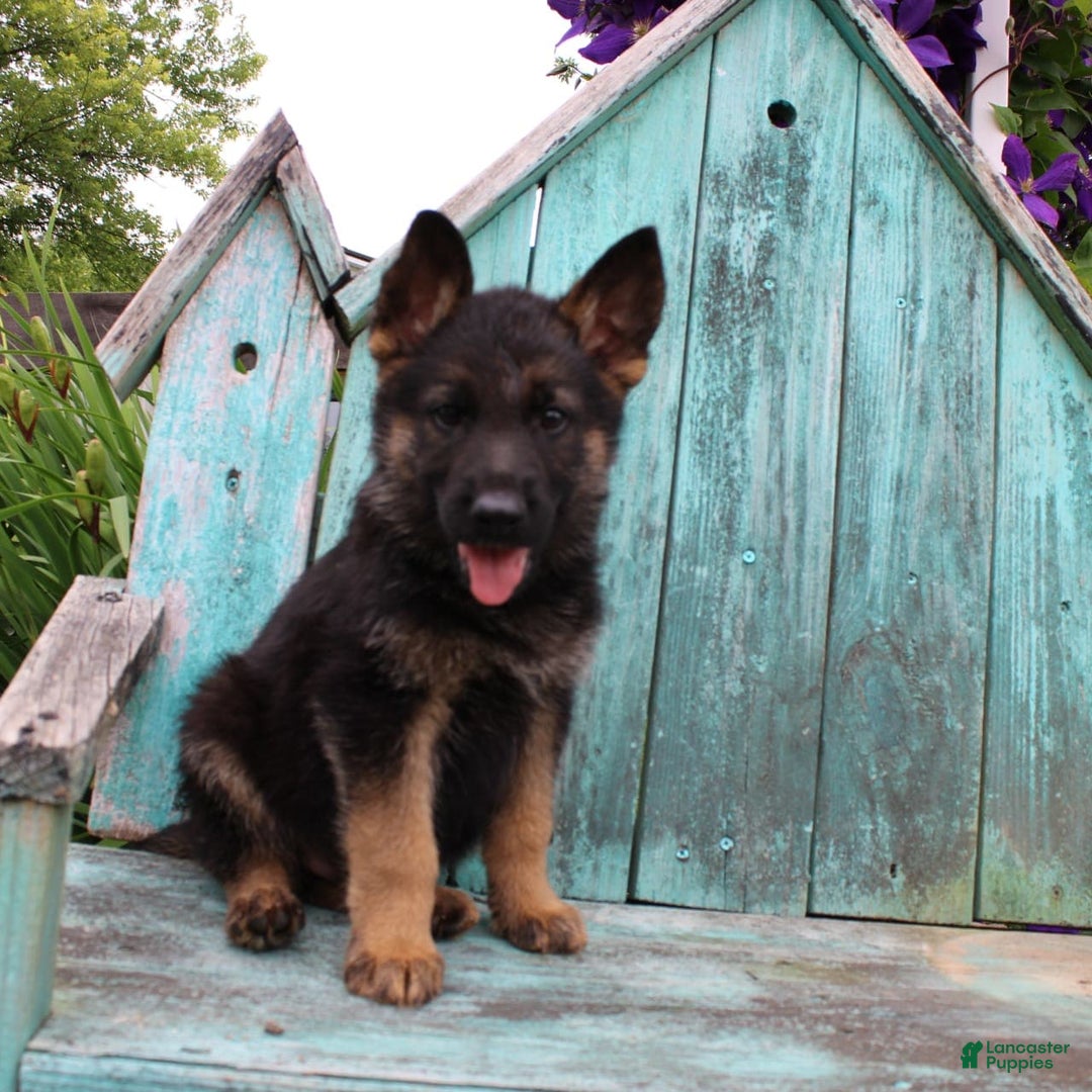 German Shepherd dogs for sale: Bruno - Image 6