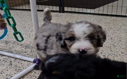 Mini Bernedoodle dogs for sale: Laker - Image 7