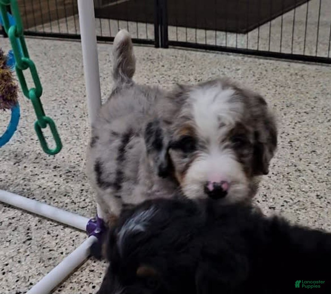 Mini Bernedoodle dogs for sale: Laker - Image 7