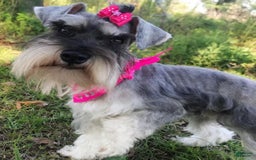 Miniature Schnauzer dogs for sale: Izzy - Image 7