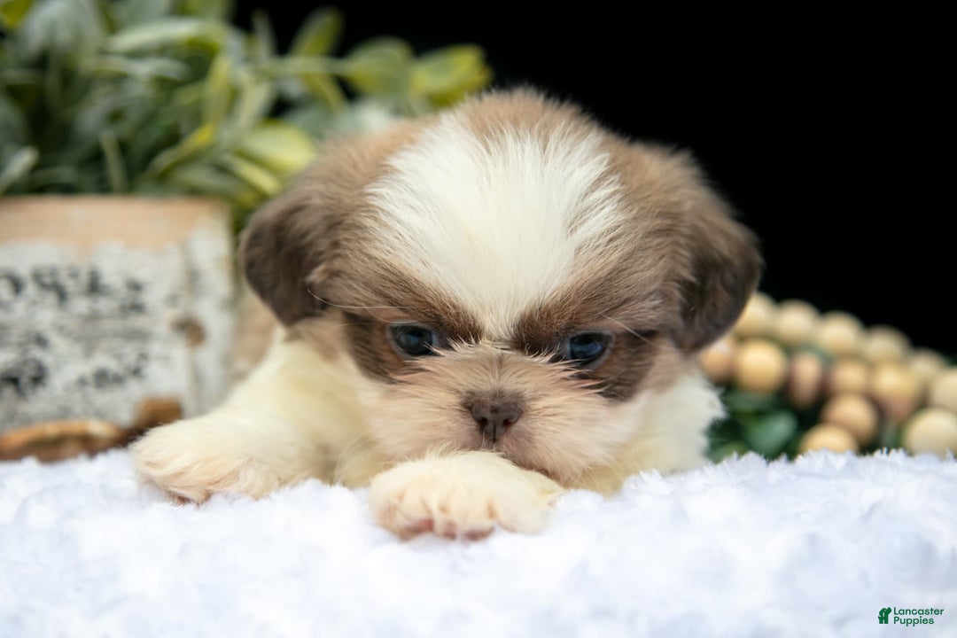 Shih Tzu dogs for sale: Heather - Image 1