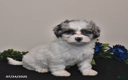 Shihpoo dogs for sale: Jenny - Image 2