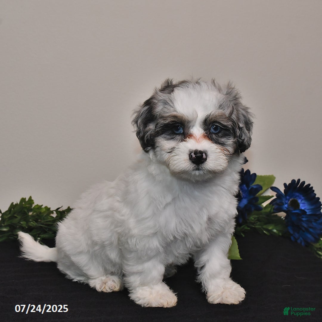 Shihpoo dogs for sale: Jenny - Image 2