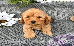 Cavapoo dogs for sale: Faith - Image 3