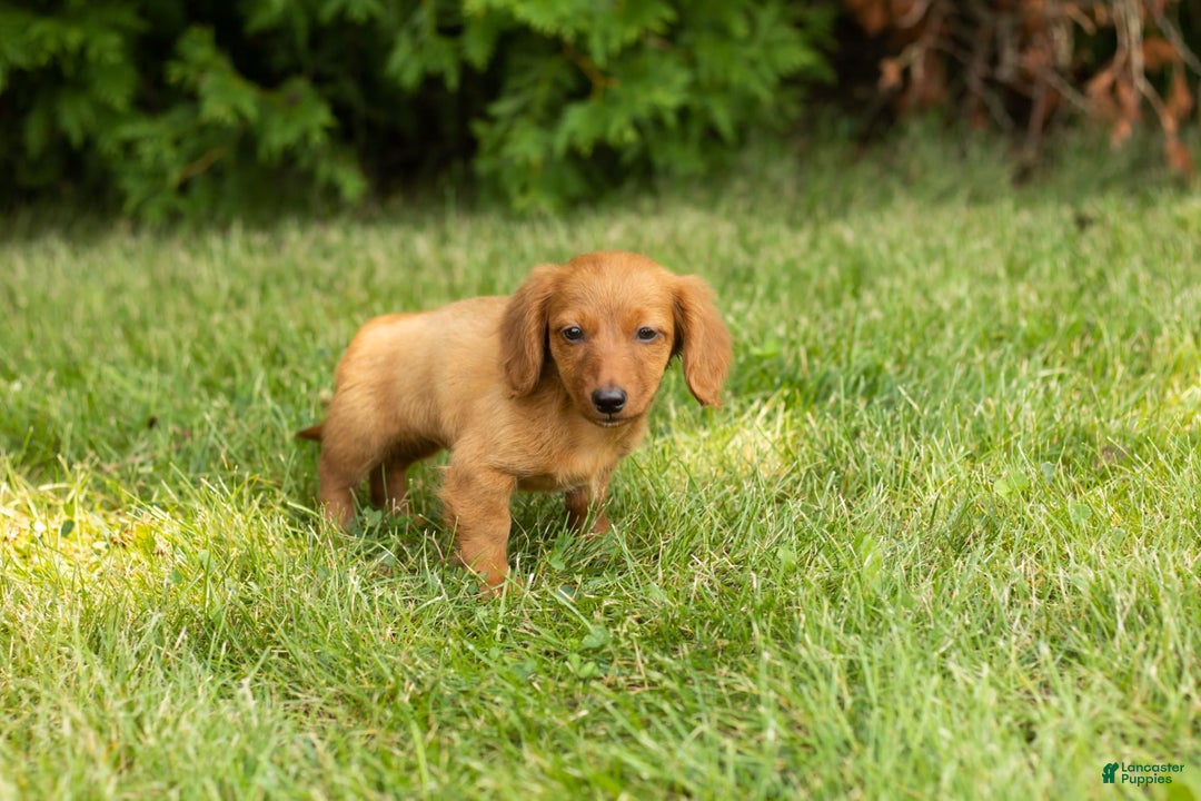 Miniature Dachshund dogs for sale: Millie - Image 4
