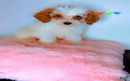 Miniature Poodle dogs for sale: Teddy Riley - Image 2