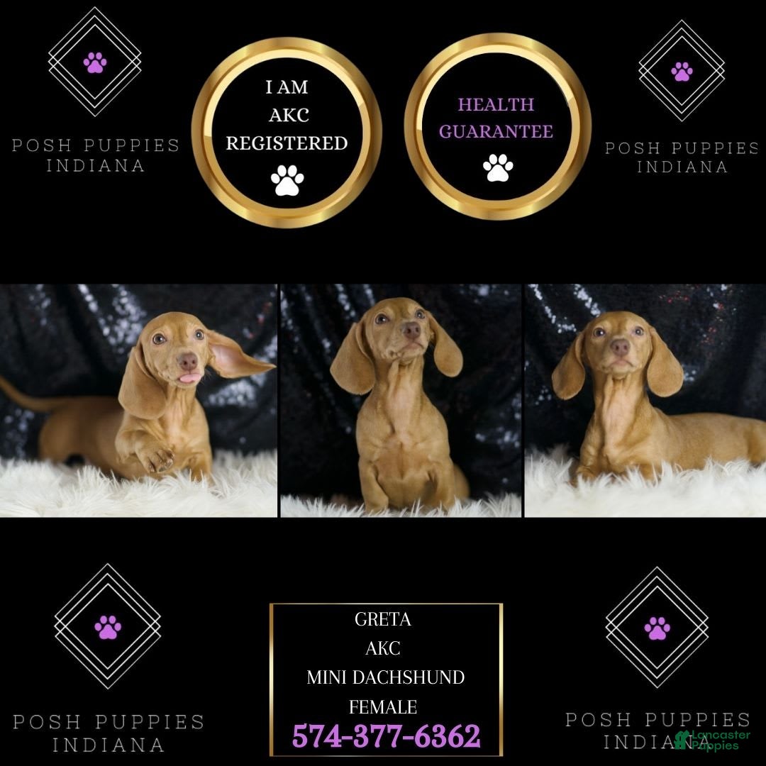 Miniature Dachshund dogs for sale: Greta - Image 7