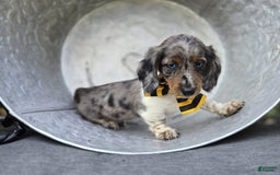 Miniature Dachshund dogs for sale: Trigger - Image 7