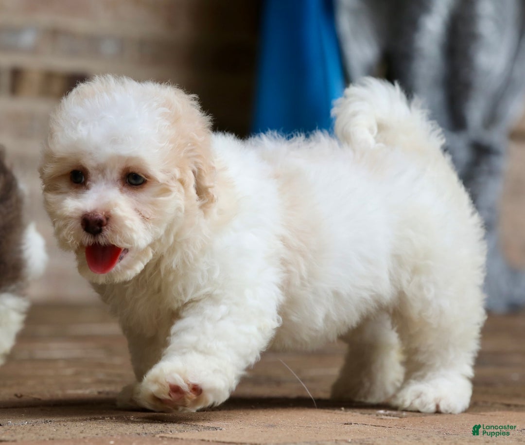 Shihpoo dogs for sale: Lola - Image 4