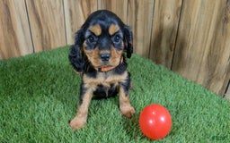 Cavalier King Charles Spaniel dogs for sale: Brin Girl 3 - Image 4