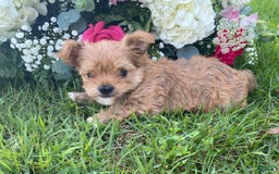 Morkie dogs for sale: Mikie - Image 6