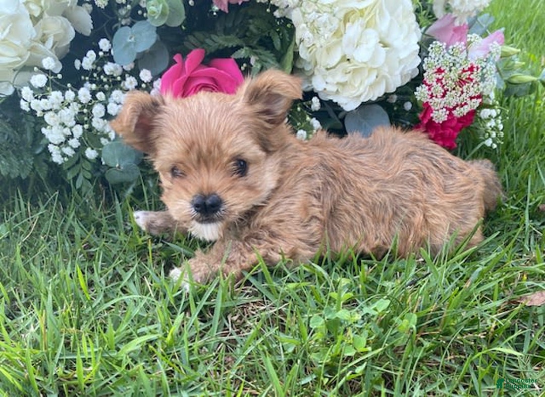 Morkie dogs for sale: Mikie - Image 6