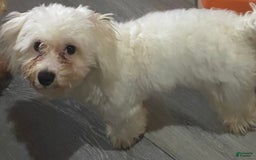 Teddy Bear dogs for sale: Ben - Image 3