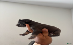 French Bulldog dogs for sale: Rummie - Image 5