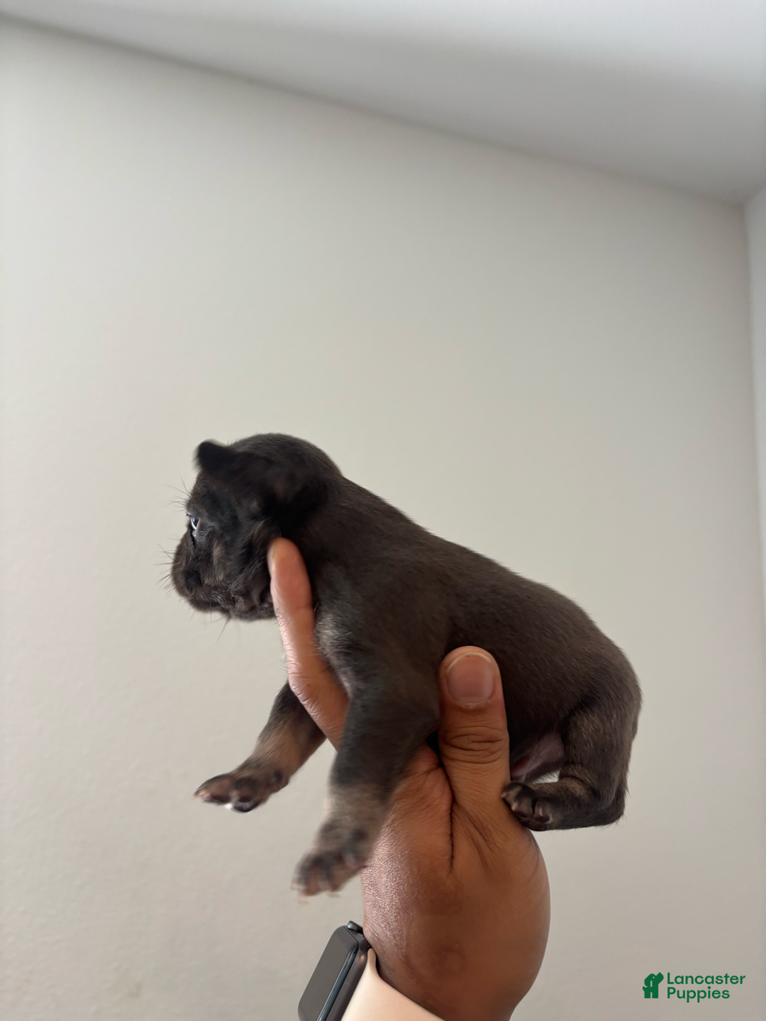 French Bulldog dogs for sale: Rummie - Image 5